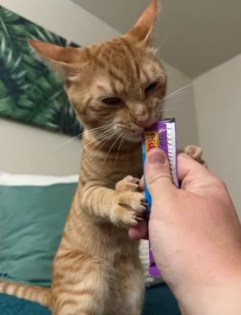 Grapenut thumbnail 3