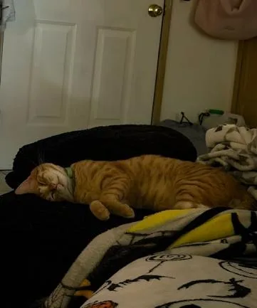 Grapenut thumbnail 4