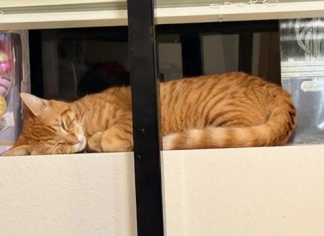 Grapenut thumbnail 5