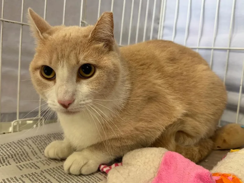 An adult medium-sized female Domestic Short Hair cat named Miss Chiquita for adoption in Cincinnati, OH