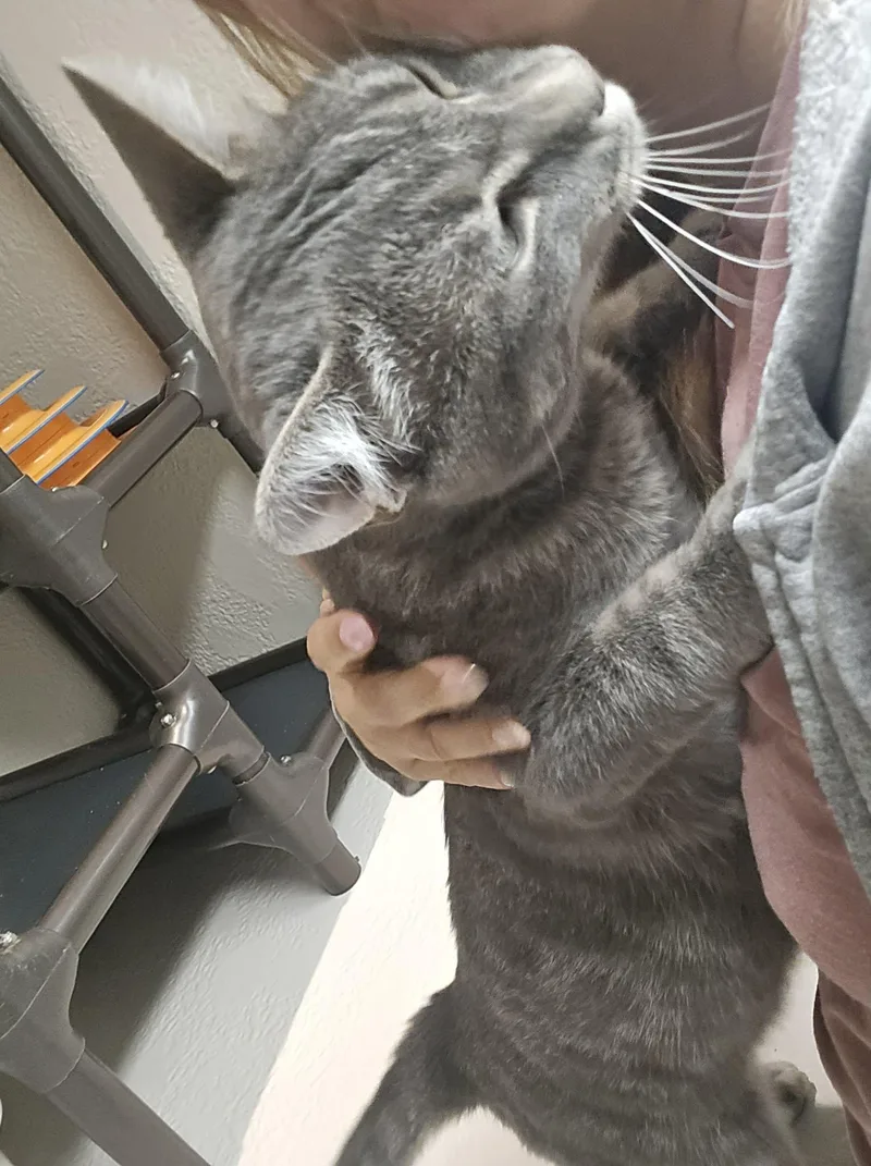 An adult medium-sized male Tabby (Gray / Blue / Silver) Tabby cat named Timber for adoption in Richmond, KY