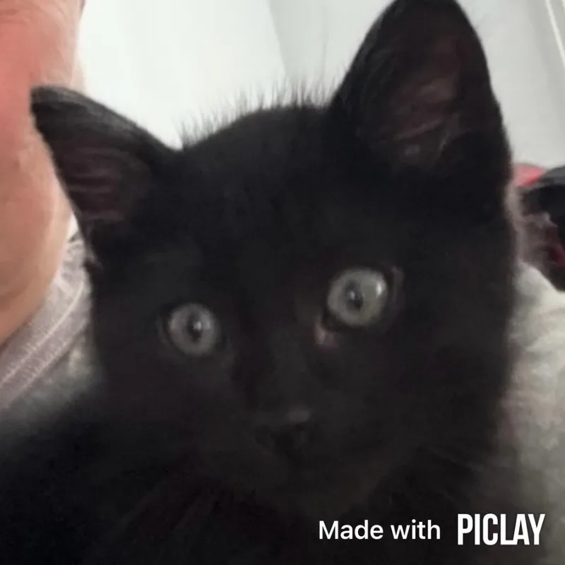 Kevin