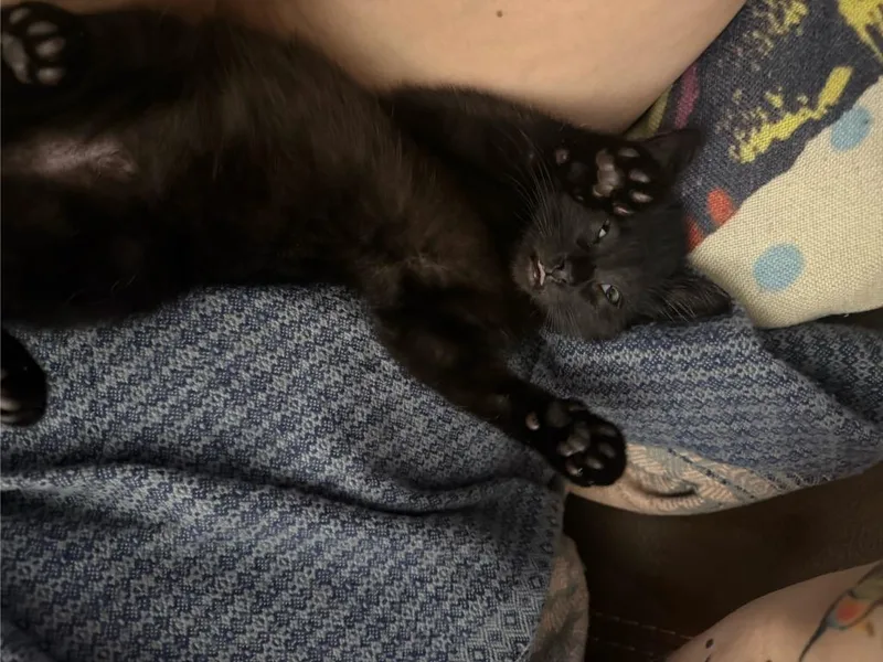 Kevin thumbnail 3