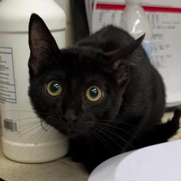A baby small-sized male Black Domestic Short Hair cat named Coco for adoption in Bastrop, TX