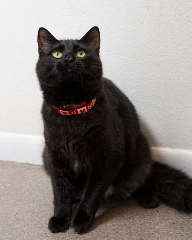 A young large-sized male Domestic Short Hair cat named Capulet for adoption in Boone, IA