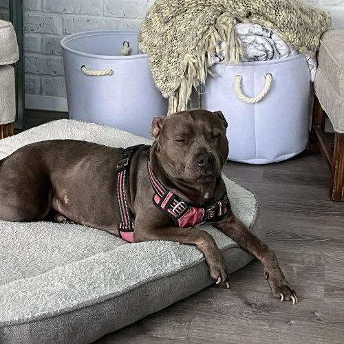 A baby medium-sized female Brown / Chocolate Bull Terrier dog named Lucy for adoption in WAXAHACHIE, TX