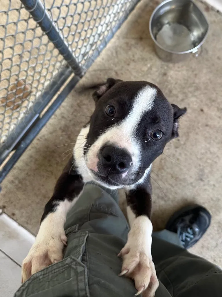 A baby small-sized male Mixed Breed dog named Walker for adoption in Bossier City, LA