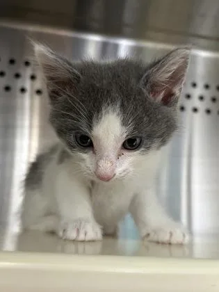 A young medium-sized male Domestic Short Hair cat named Bream for adoption in Kansas City, MO