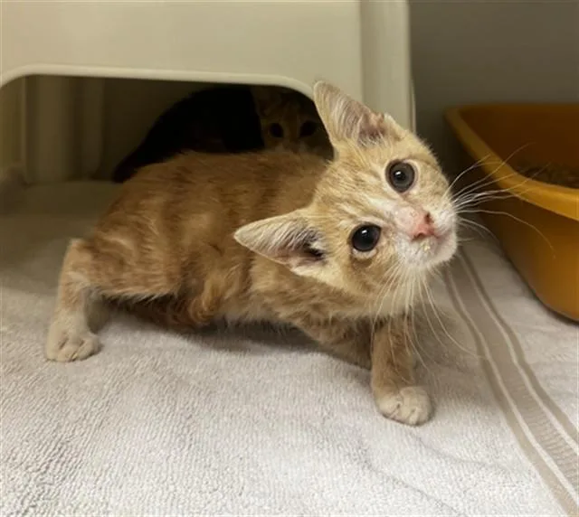 A baby small-sized male Domestic Short Hair cat named Peculiar Purple Pieman for adoption in Statesville, NC