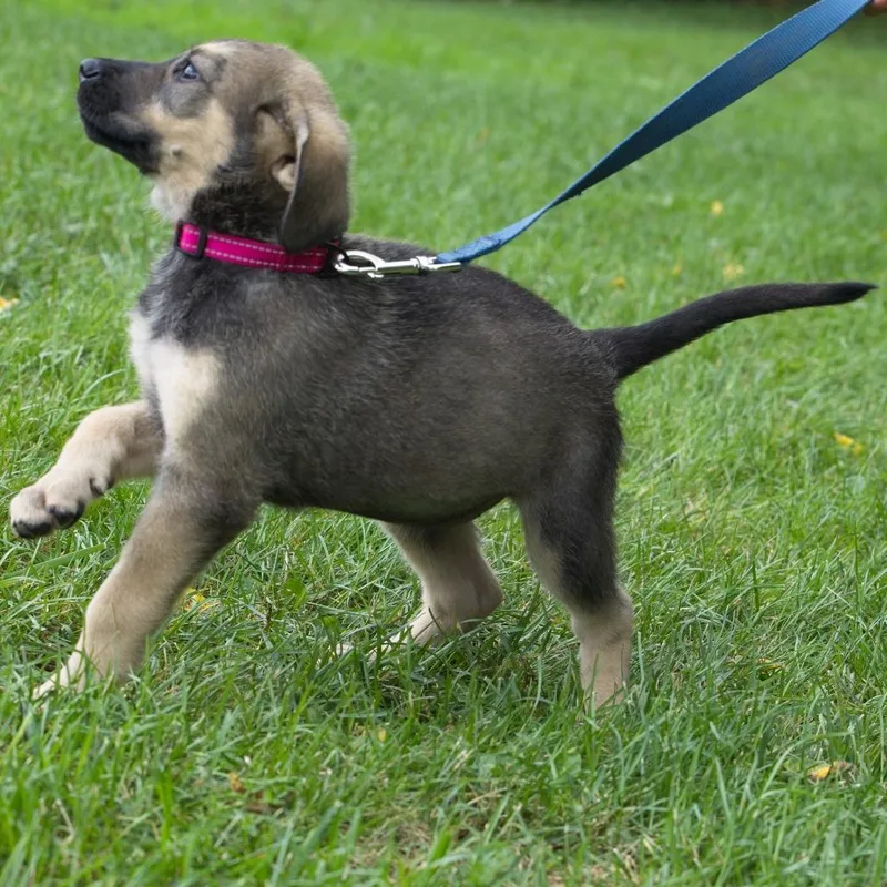 A baby medium-sized female Black Shepherd dog named Boogie for adoption in South Elgin, IL