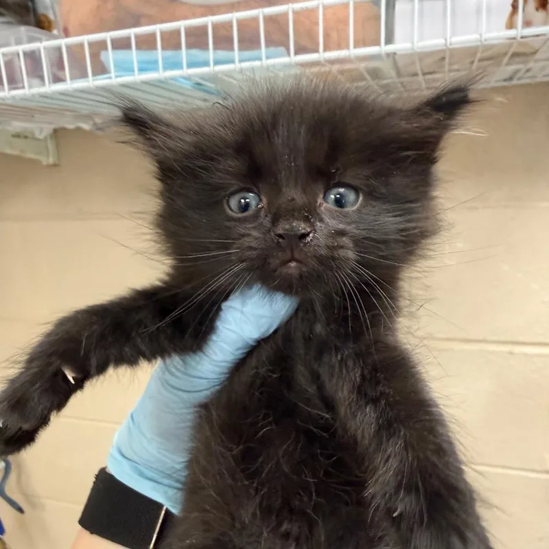 A baby small-sized male Domestic Long Hair cat named Wise for adoption in Troy, VA
