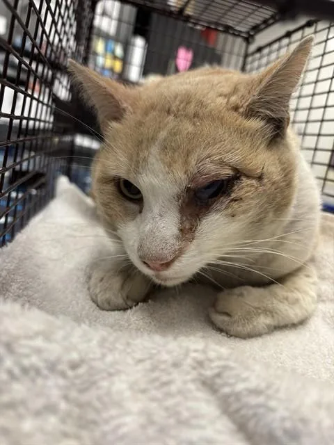 An adult large-sized male Domestic Short Hair cat named Nirvana for adoption in Ontario, CA