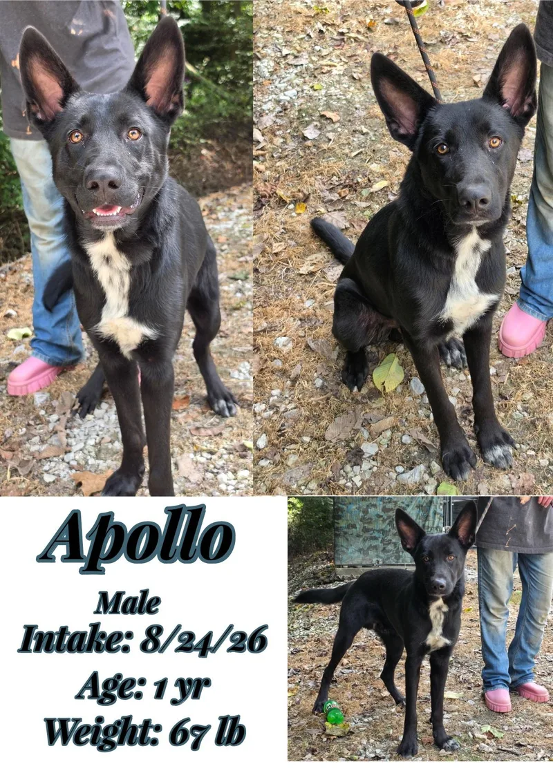 Apollo