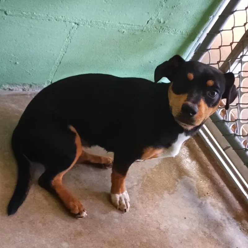 A young small-sized female Black Chihuahua dog named Marsha for adoption in Franklin, NC