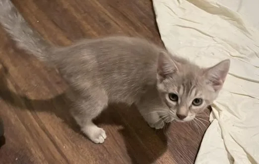A baby medium-sized male Buff / Tan / Fawn Domestic Short Hair cat named Felixportofino Petsmart for adoption in Spring, TX