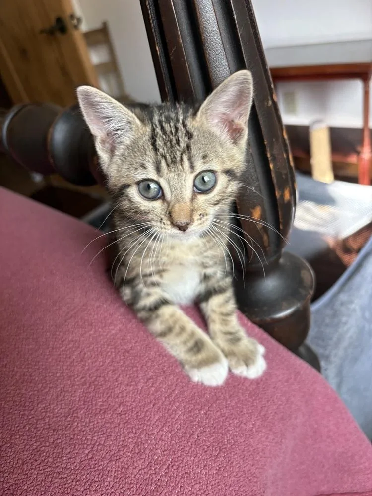 A baby small-sized male Gray & White Domestic Short Hair cat named Emerson for adoption in Green Valley, AZ