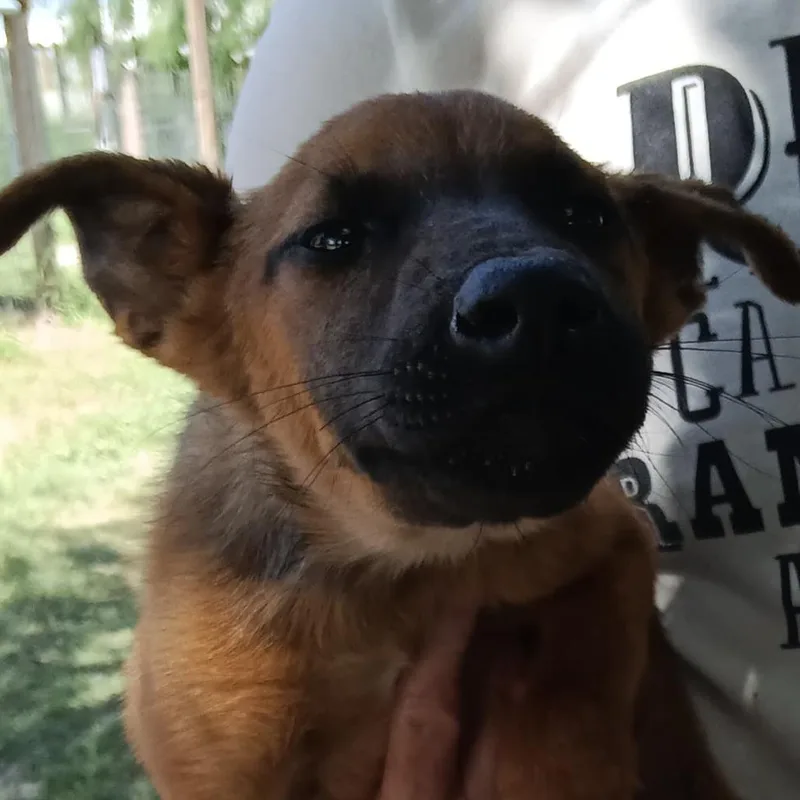 A baby small-sized female Brown / Chocolate Shepherd dog named Caramel for adoption in West Islip, NY