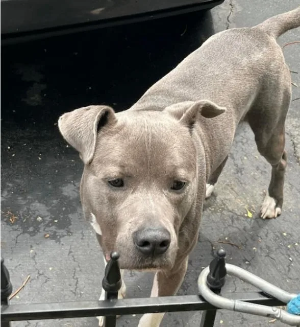 An adult large-sized male Gray / Blue / Silver Mixed Breed dog named Knox for adoption in Cincinnati, OH