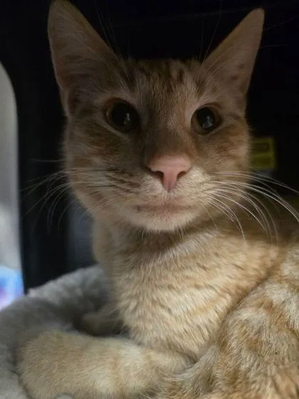 An adult small-sized male Domestic Short Hair cat named Honey for adoption in Shawano, WI