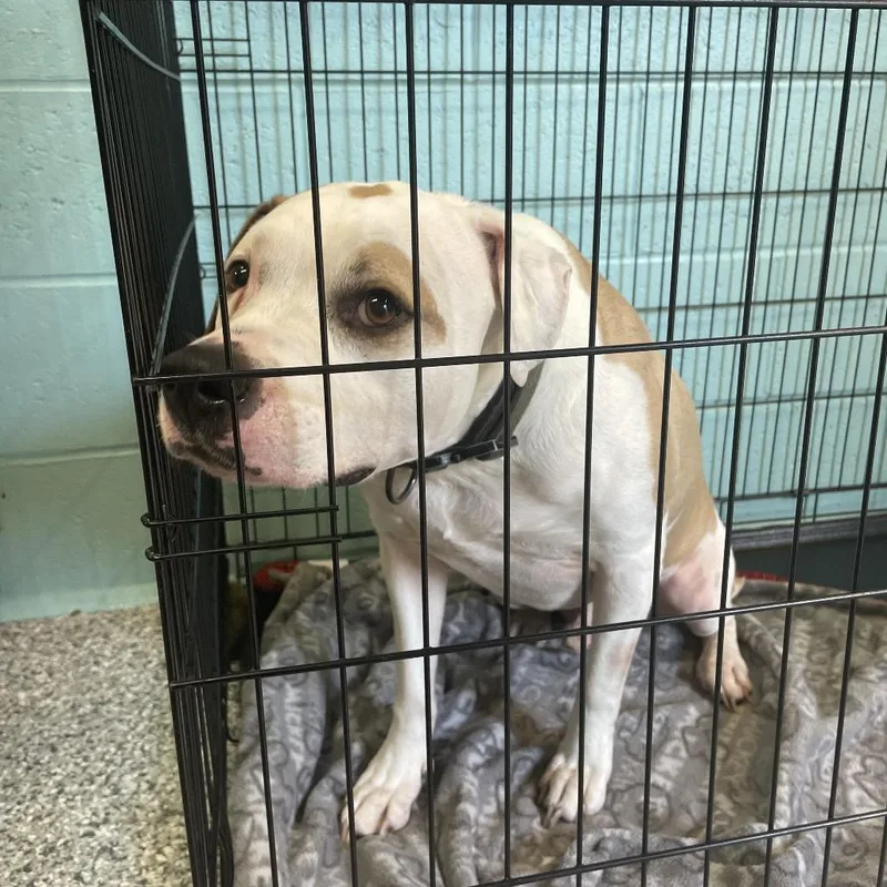 An adult large-sized male White / Cream Mixed Breed dog named Frankie for adoption in Port Charlotte, FL
