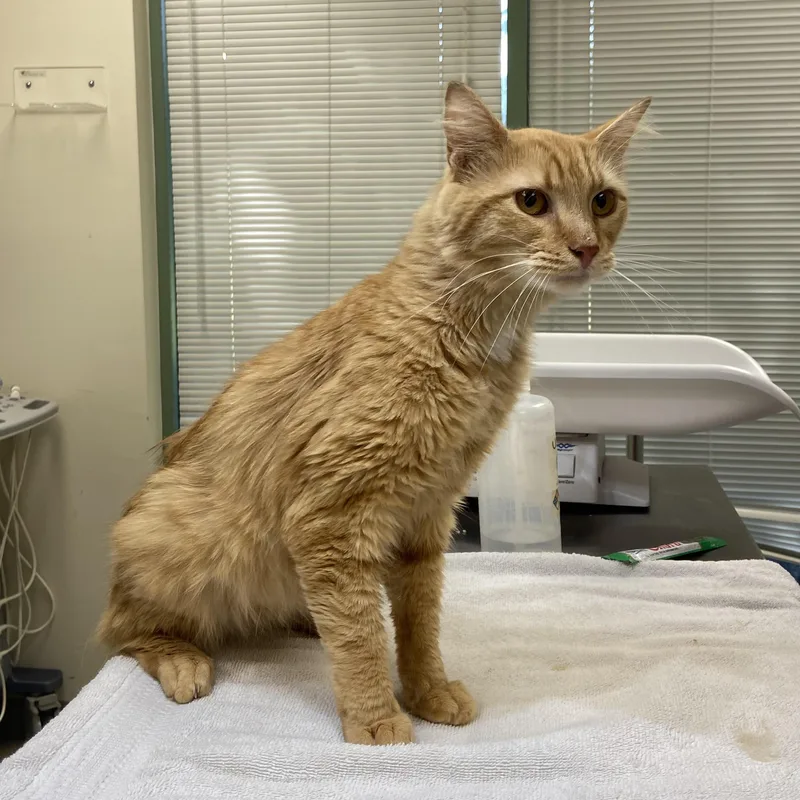 An adult medium-sized male Orange & White Domestic Medium Hair cat named Bramble for adoption in Fairfax Station, VA