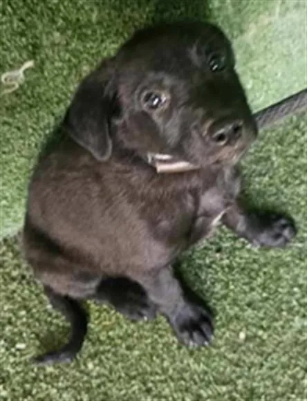 A baby small-sized male Labrador Retriever dog named A for adoption in Lancaster, CA