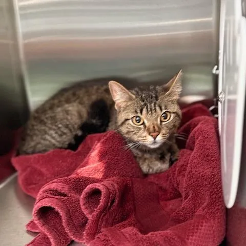 A young medium-sized female Brown / Chocolate Domestic Short Hair cat named Lily for adoption in New Fairfield, CT