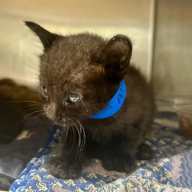 A baby small-sized male Domestic Short Hair cat named Seth for adoption in Riverside, CA