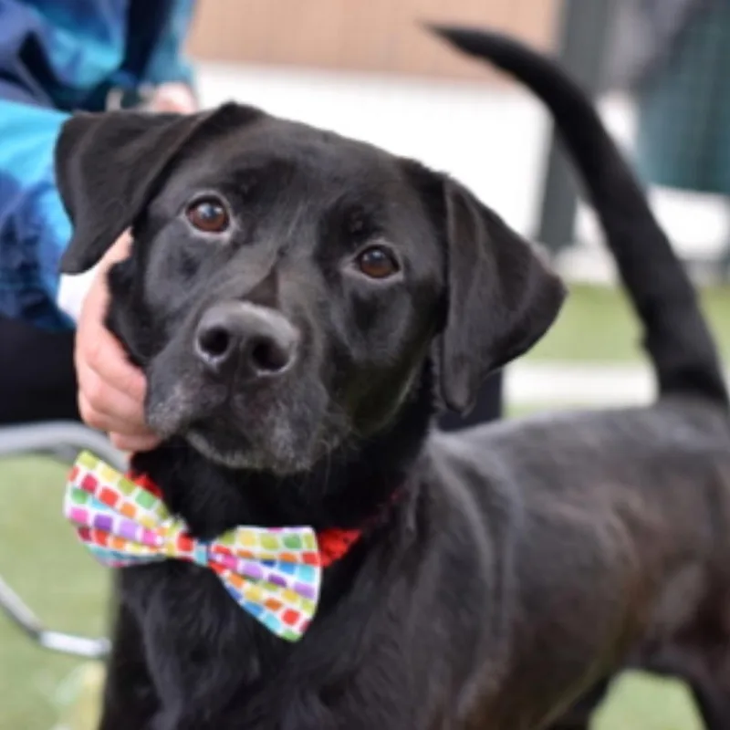 An adult medium-sized male Black Mixed Breed dog named Fraser for adoption in New York, NY
