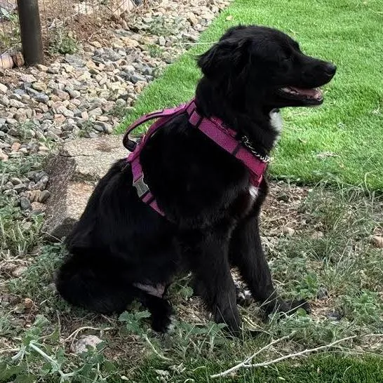 Bailey