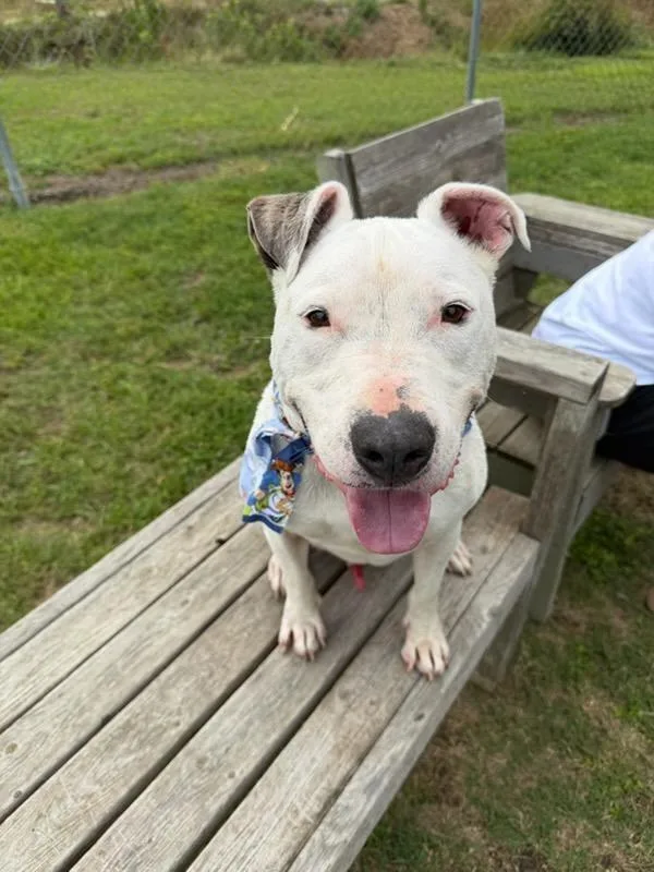 An adult large-sized male Mixed Breed dog named Spot for adoption in Metter, GA