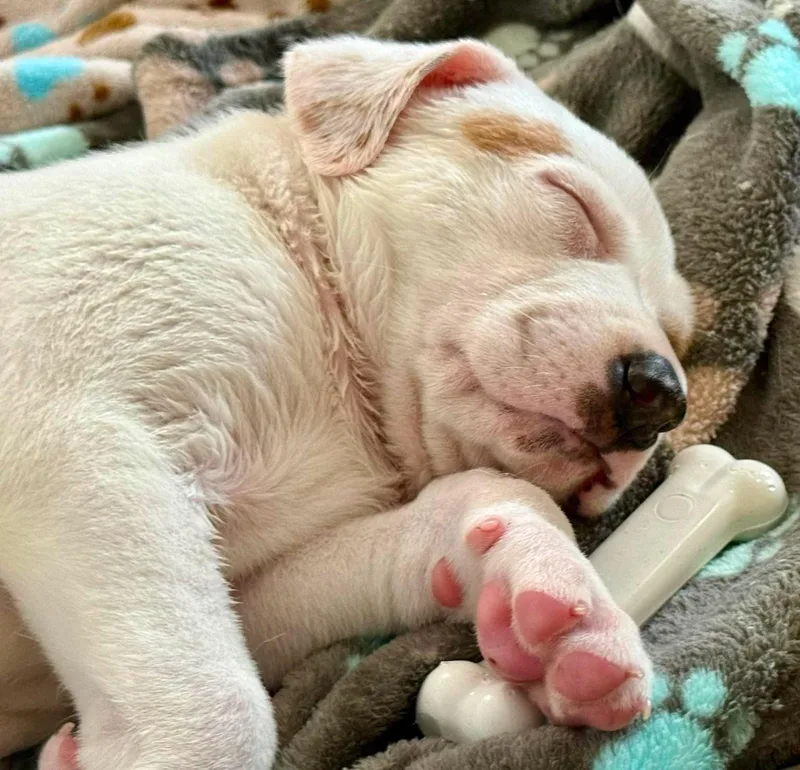 A baby large-sized male White / Cream Great Pyrenees dog named Jesse Lopez for adoption in Kiowa, OK