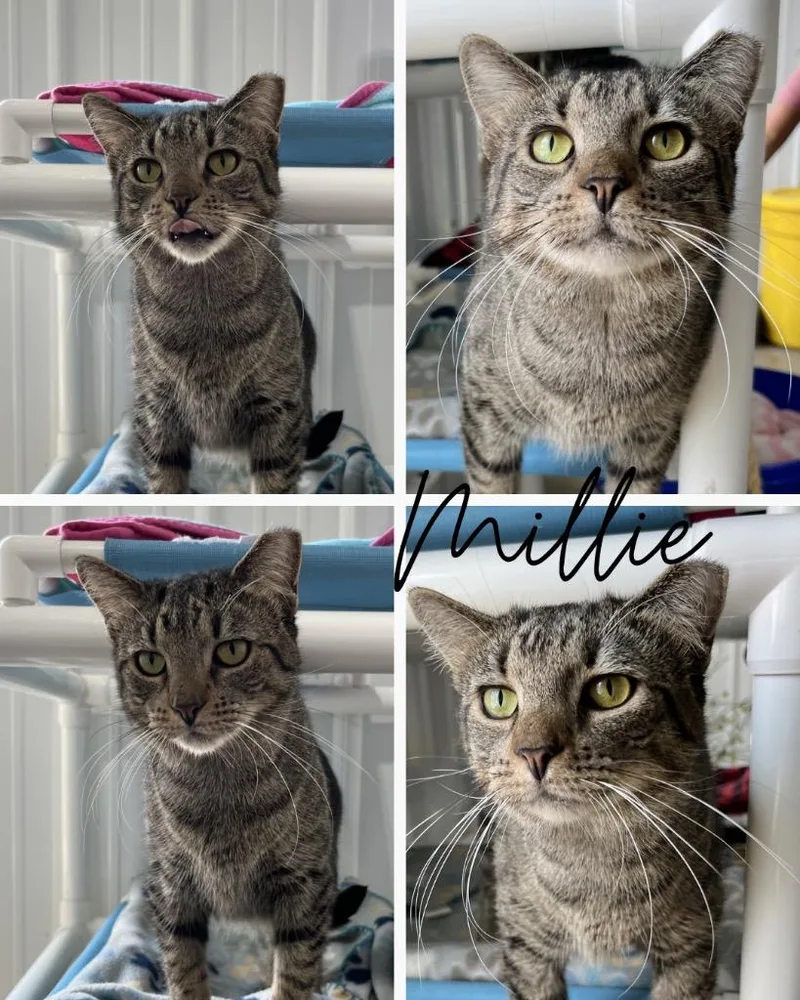 A young medium-sized female Domestic Short Hair cat named Millie for adoption in Pierceton, IN