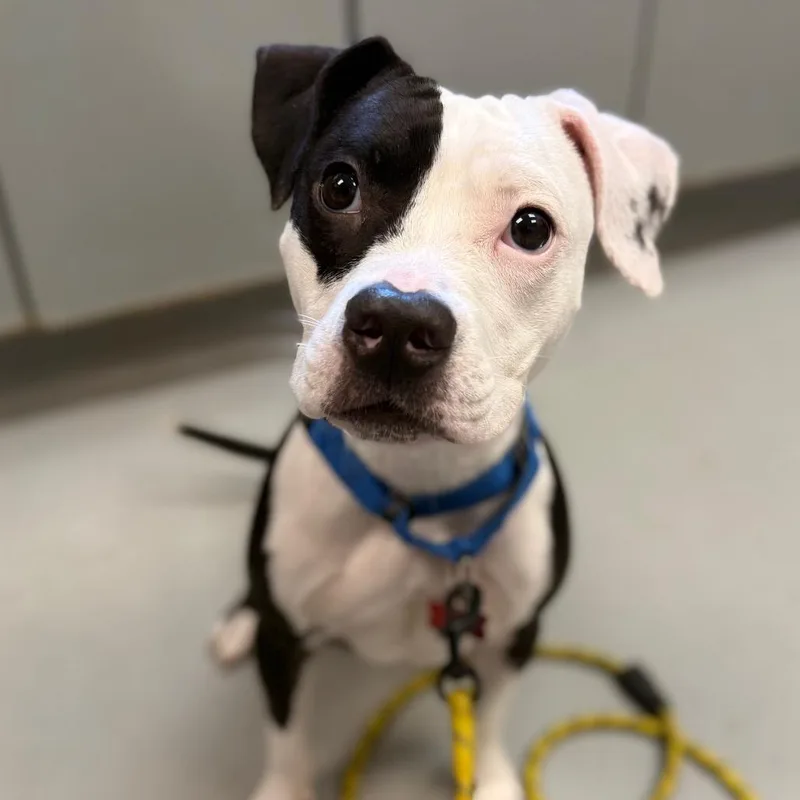 A young medium-sized female Pit Bull Terrier dog named Dumpling for adoption in Troy, VA