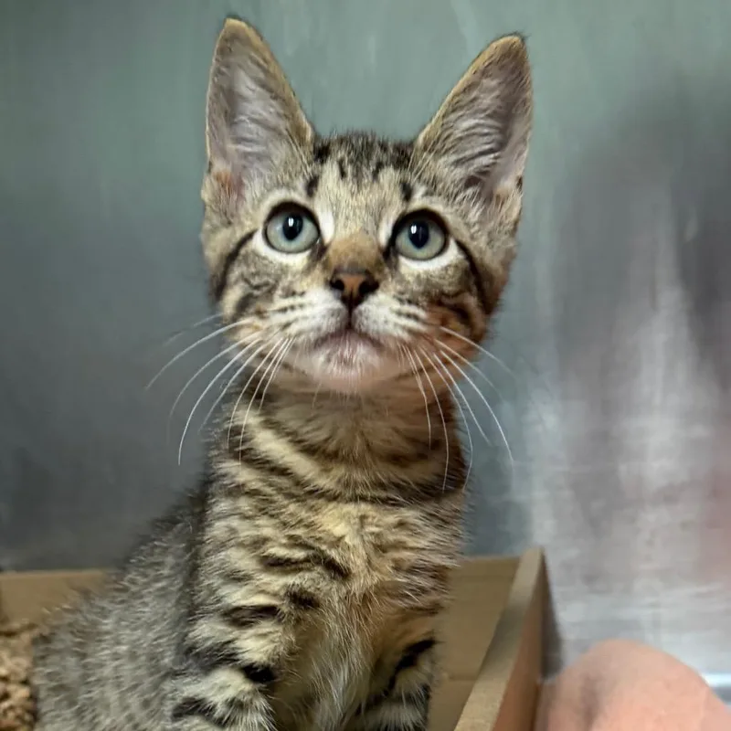 A baby small-sized male Brown / Chocolate Domestic Short Hair cat named Acorn for adoption in Newark, NJ