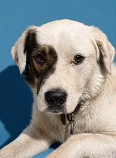 A young medium-sized male Mixed Breed dog named Archie for adoption in Jacksonville, FL