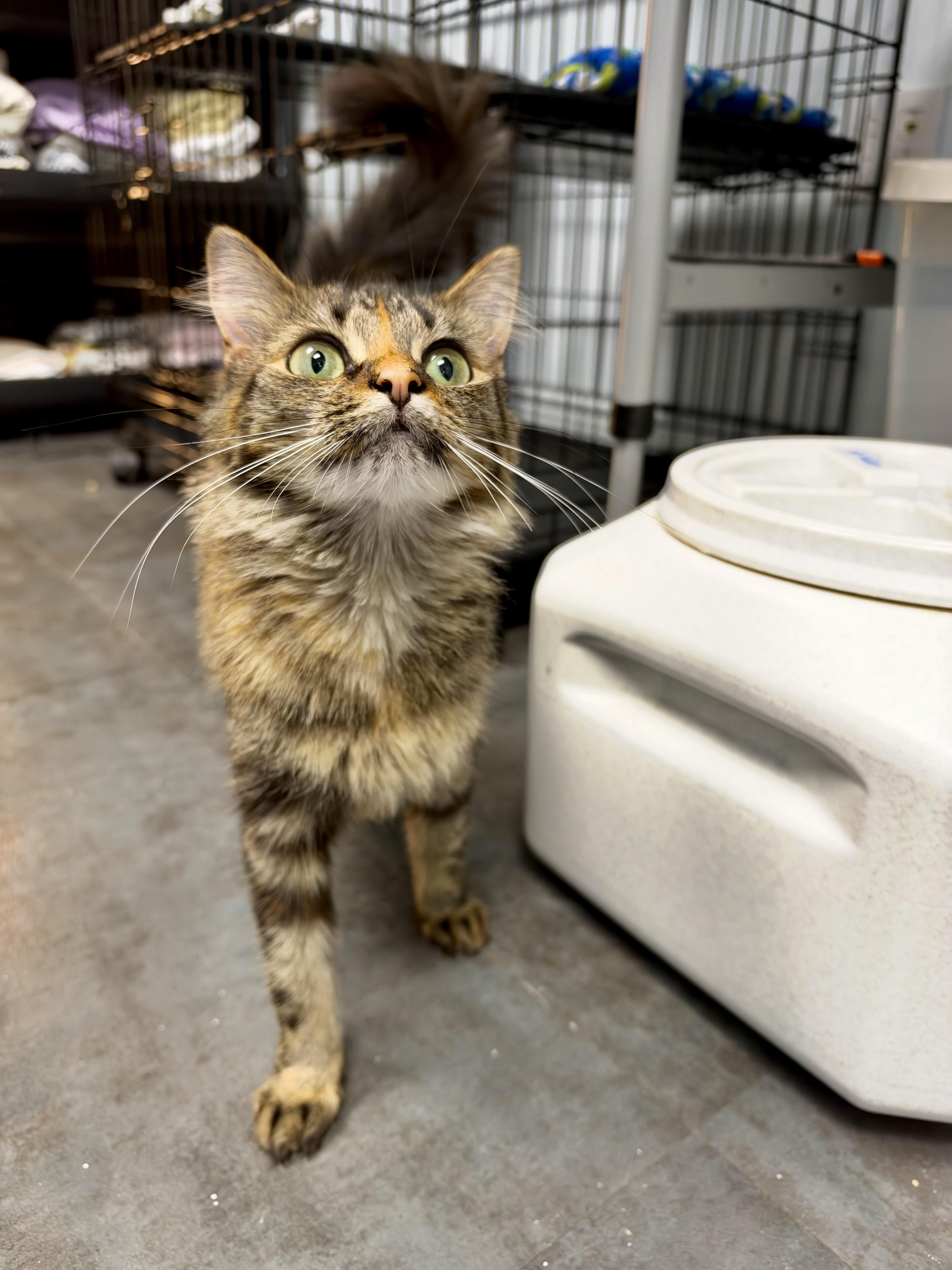 A young medium-sized female Torbie Domestic Medium Hair cat named Addy for adoption in Grand Rapids, MI