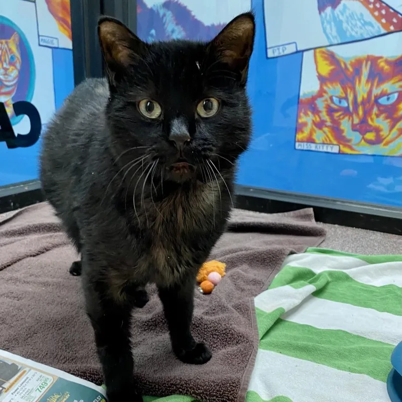 An adult large-sized male Black Domestic Short Hair cat named Clarence Cheyenne for adoption in Denver, CO