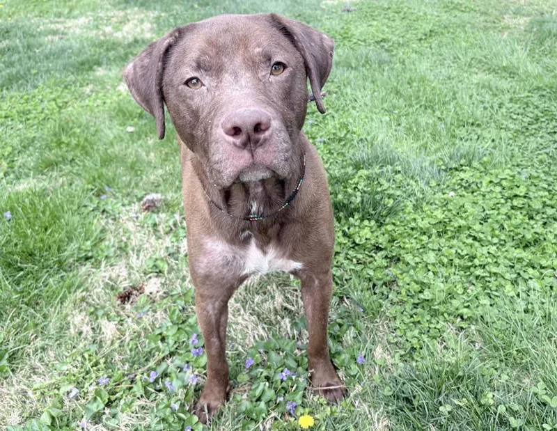 A senior large-sized male Brown / Chocolate Chocolate Labrador Retriever dog named Dusty for adoption in Columbus, IN