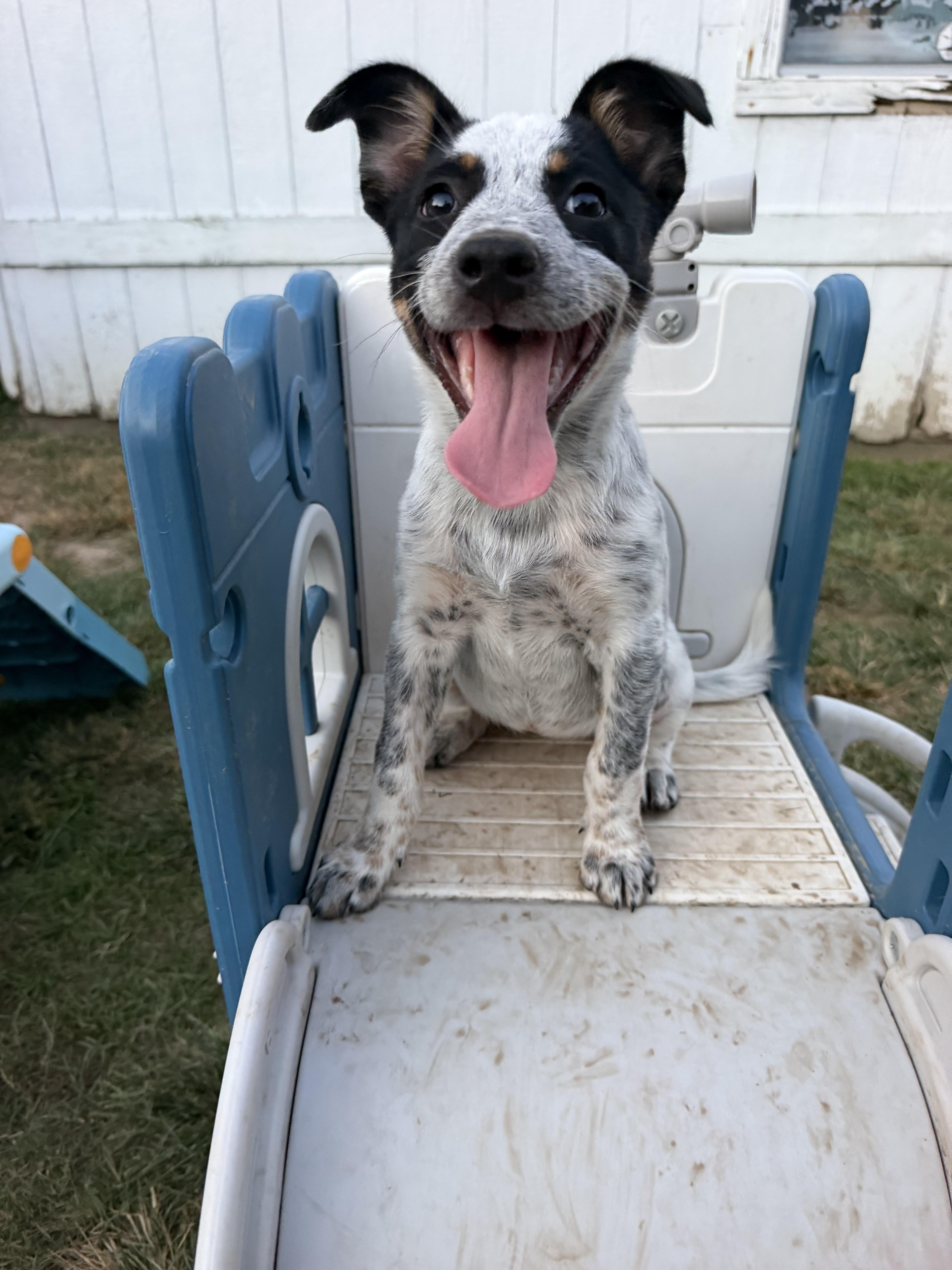 A baby medium-sized female Australian Cattle Dog / Blue Heeler dog named Pancake for adoption in Grafton, MA