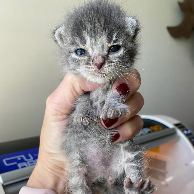 A baby small-sized female Brown / Chocolate Domestic Short Hair cat named Juno for adoption in Chattanooga, TN