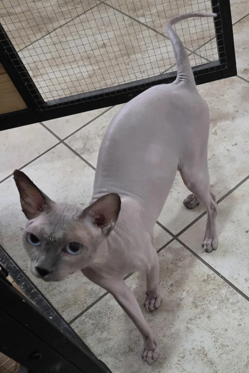 An adult medium-sized male Gray / Blue / Silver Sphynx / Hairless Cat named Newman for adoption in Mesquite, NV