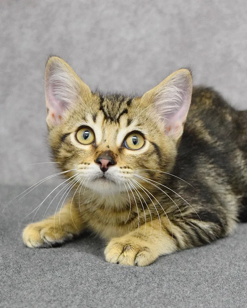 A baby medium-sized male Tabby (Brown / Chocolate) Domestic Short Hair cat named Daniel Tiger for adoption in Dublin, CA