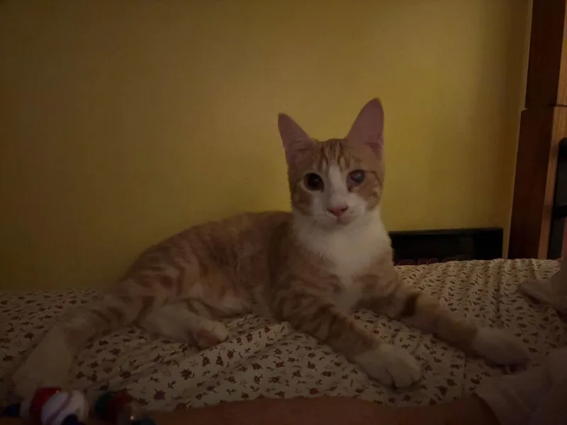 An adult medium-sized male Orange & White Domestic Short Hair cat named Tigger for adoption in Land O Lakes, FL