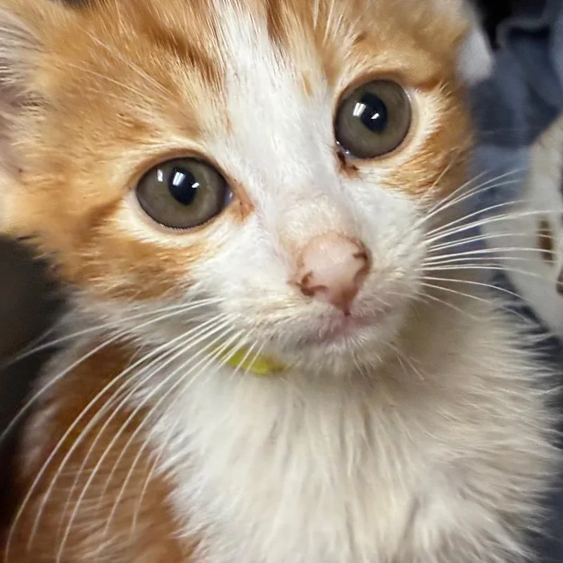A baby small-sized male Orange / Red Domestic Short Hair cat named Unknown Name for adoption in Pasadena, CA
