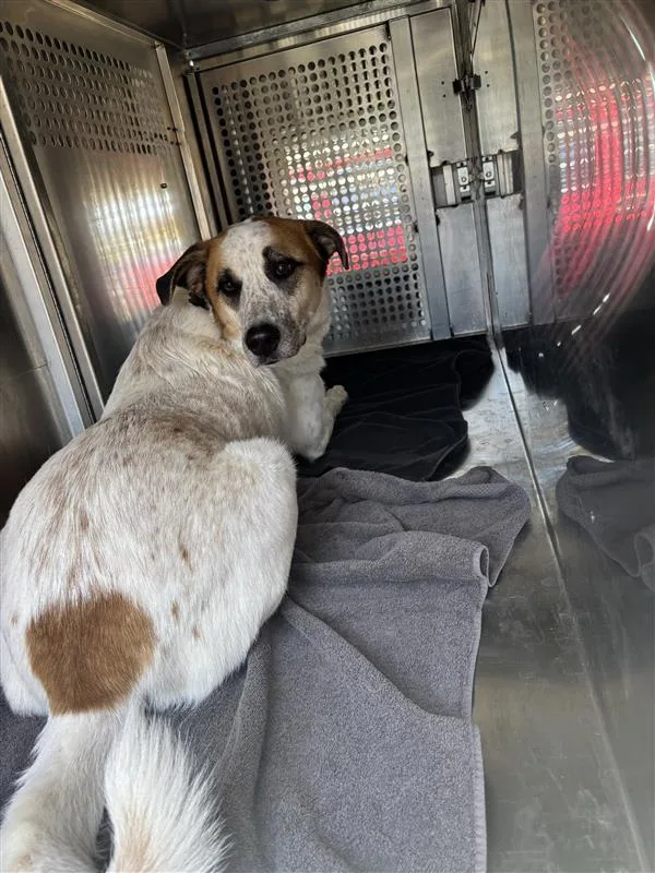 An adult extra large-sized male Great Pyrenees dog named Mr.Winkles for adoption in Austin, TX