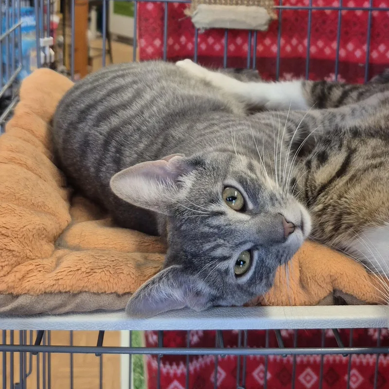 A baby medium-sized male Tabby cat named Charlie for adoption in Raritan, NJ