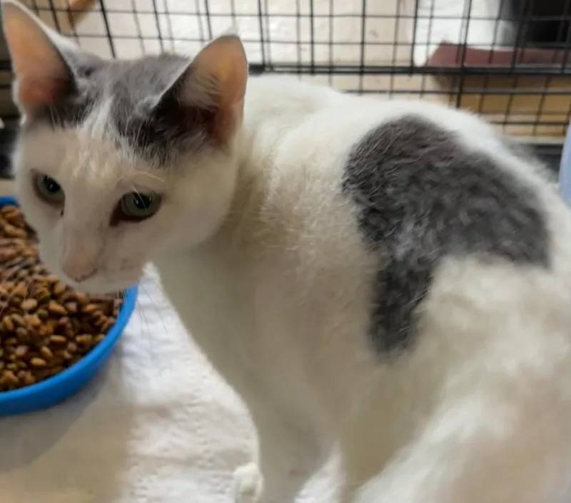 A young medium-sized female Domestic Short Hair cat named Blanche for adoption in Elizabethton, TN