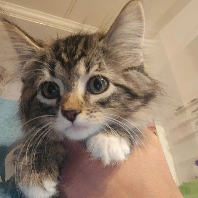 A baby small-sized female Brown / Chocolate Domestic Medium Hair cat named Maple for adoption in Hanna City, IL