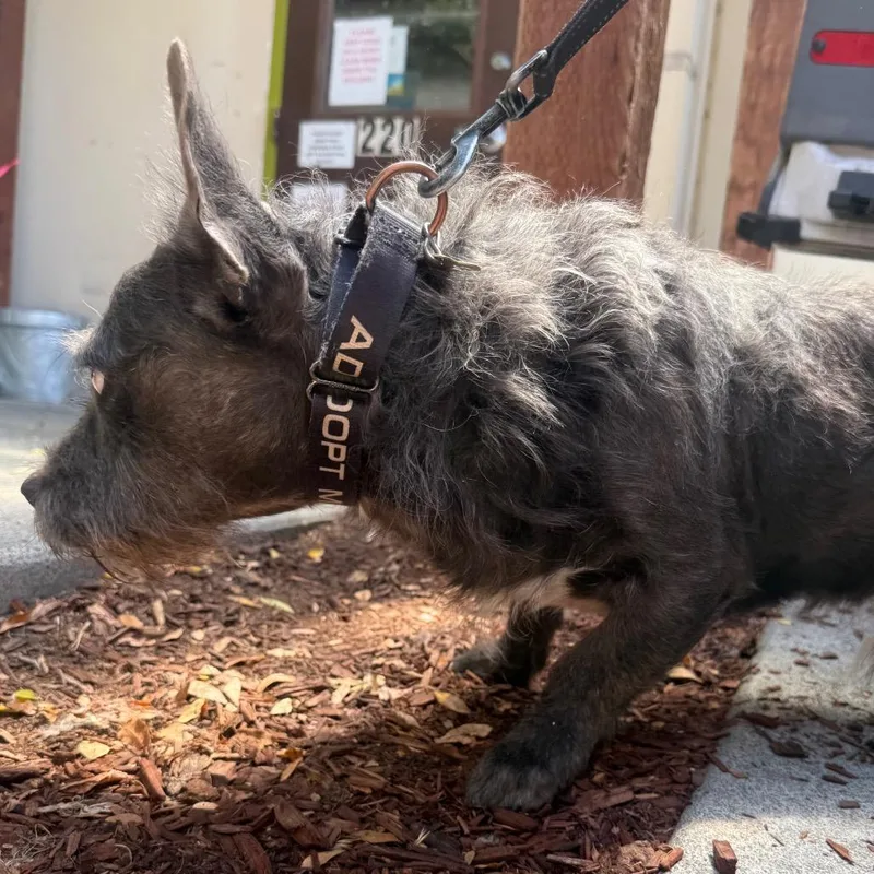 An adult medium-sized male Gray / Blue / Silver Miniature Schnauzer dog named Lil Harvey for adoption in Point Richmond, CA